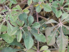 Cleome chelidonii