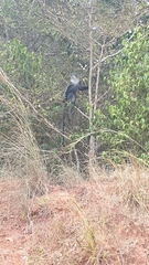 Cercopithecus mitis albogularis