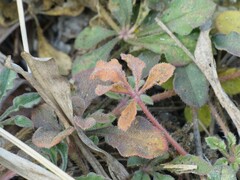 Cleome chelidonii