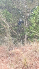 Cercopithecus mitis albogularis