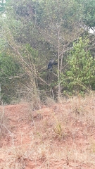 Cercopithecus mitis albogularis