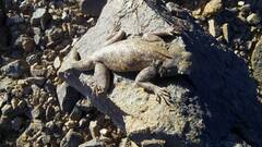 Agama bibronii