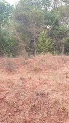 Cercopithecus mitis albogularis