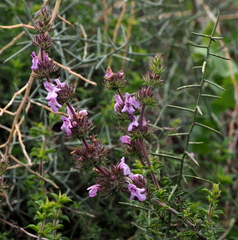 Satureja thymbra