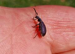 Tenebrionoidea
