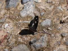 Castilia griseobasalis