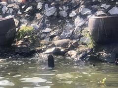 Varanus salvator macromaculatus