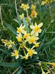 Narcissus tazetta
