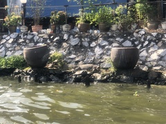 Varanus salvator macromaculatus