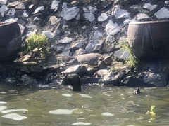 Varanus salvator macromaculatus