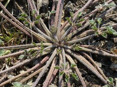 Cleome chelidonii
