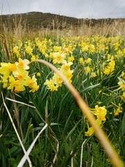 Narcissus tazetta