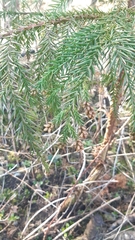 Cryptomeria japonica