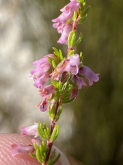Erica intervallaris
