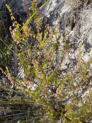 Erica intervallaris