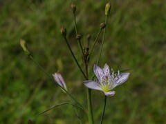 Cleome chelidonii