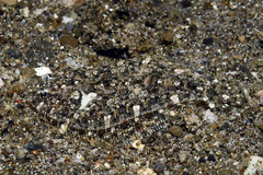 Arnoglossus