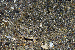 Arnoglossus