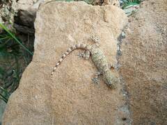 Tarentola mauritanica