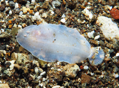 Aseraggodes