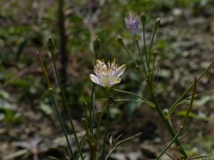 Cleome chelidonii