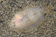 Aseraggodes albidus