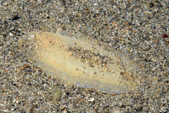 Aseraggodes albidus