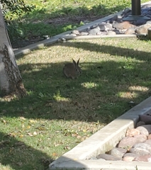 Sylvilagus audubonii