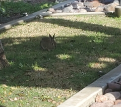 Sylvilagus audubonii