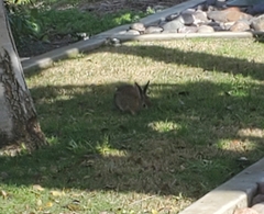 Sylvilagus audubonii