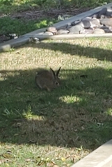 Sylvilagus audubonii