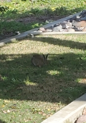 Sylvilagus audubonii