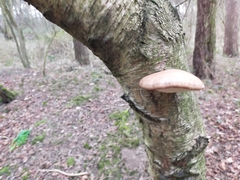 Fomitopsis betulina