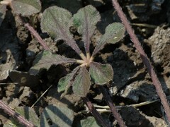 Cleome chelidonii