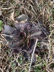 Micranthes virginiensis