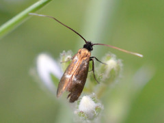 Cauchas fibulella