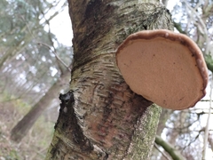 Fomitopsis betulina