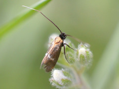 Cauchas fibulella