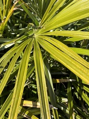 Trachycarpus fortunei