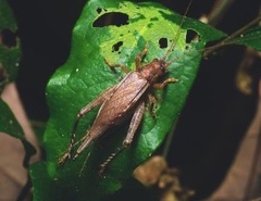 Zvenella