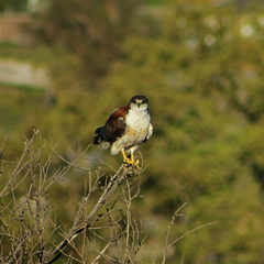 Geranoaetus polyosoma polyosoma