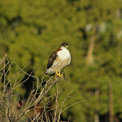 Geranoaetus polyosoma polyosoma