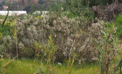 Retama raetam