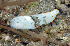 Aseraggodes
