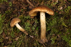Inocybe luteifolia