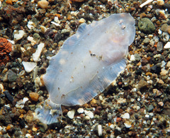 Aseraggodes