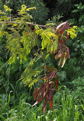 Leucaena leucocephala