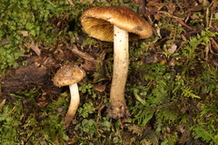 Inocybe luteifolia