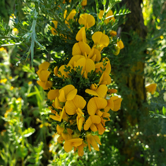 Adesmia confusa