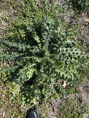 Cirsium texanum